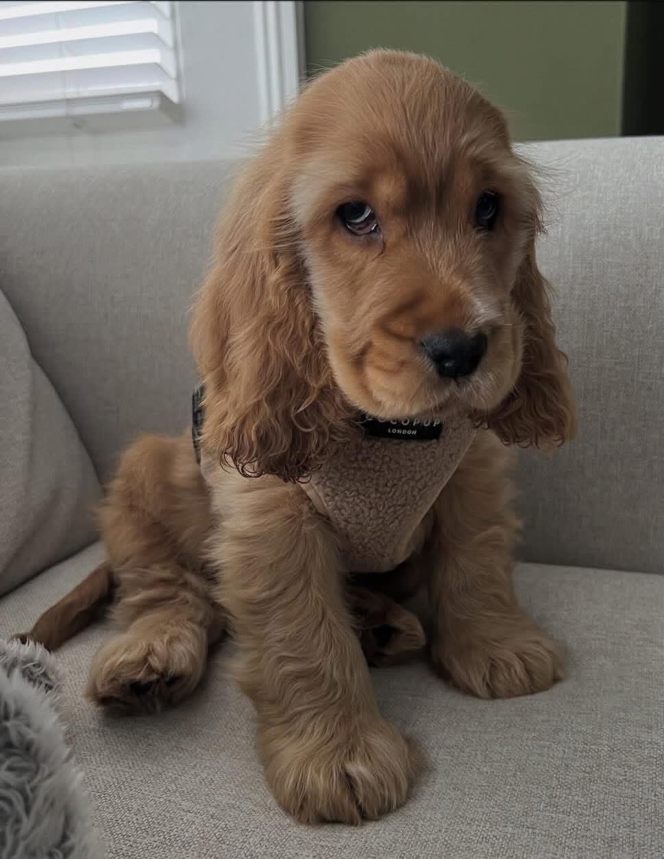 Poppy  – Golden  English Cocker Spaniel Puppy