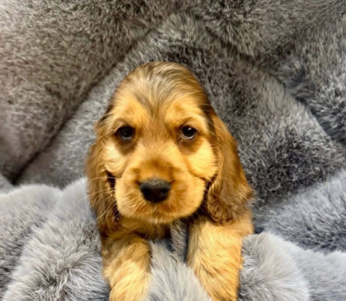 Blue  – Golden  English Cocker Spaniel Puppy