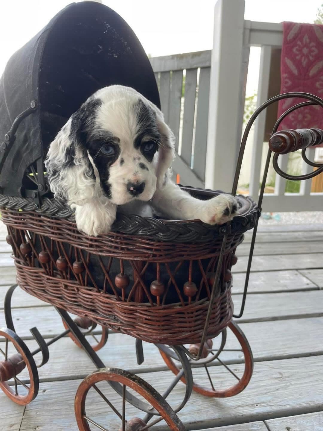 Archie – Back and white  American Cocker Spaniel