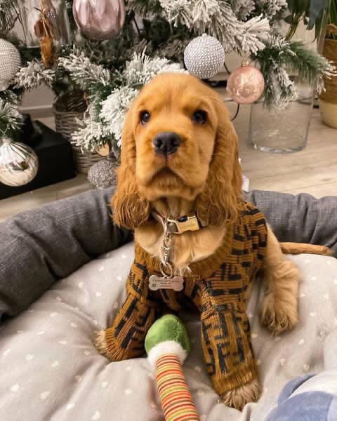 Mochi – Golden  English Cocker Spaniel Puppy