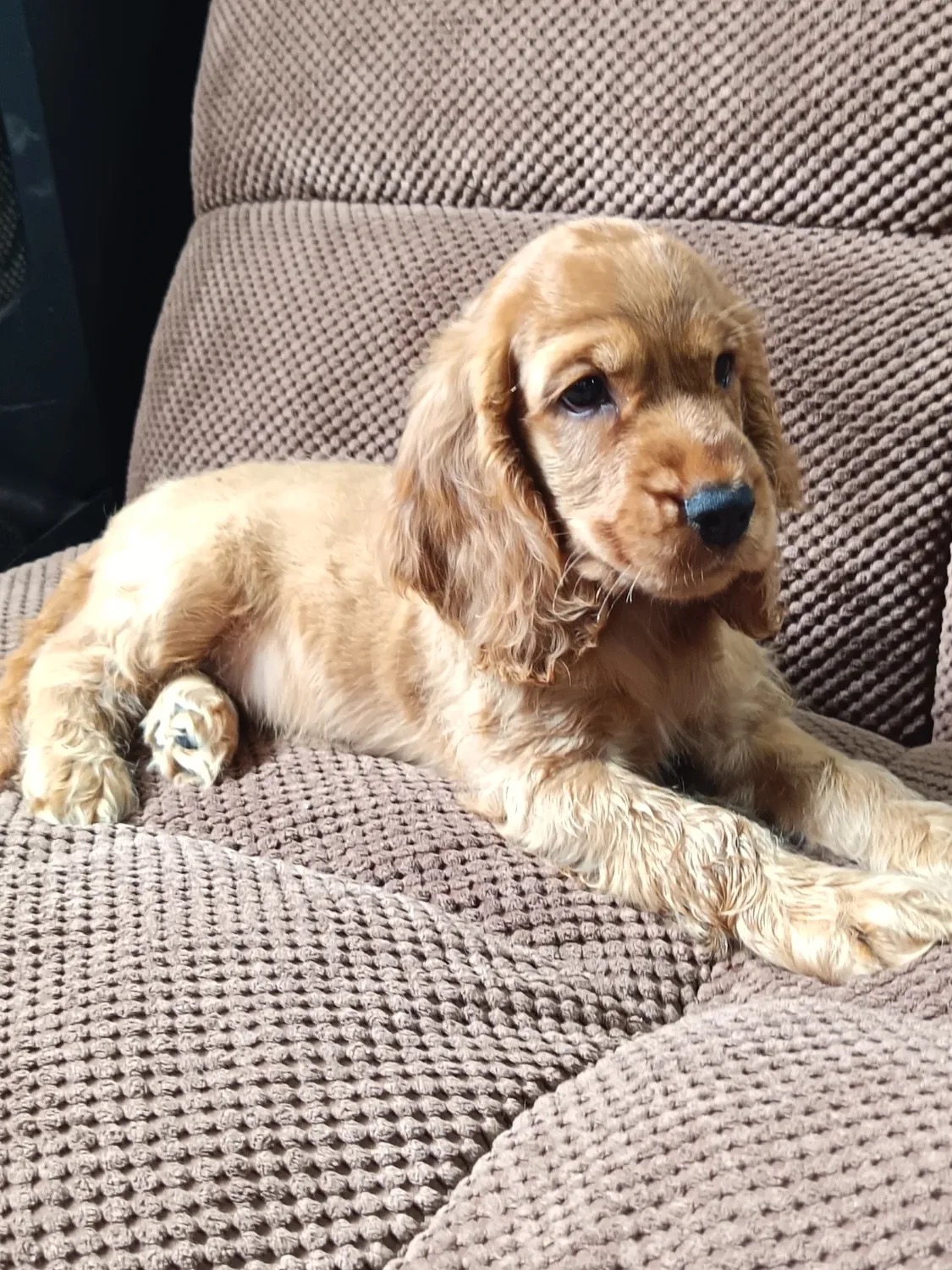 Toby – Golden  American Cocker Spaniel