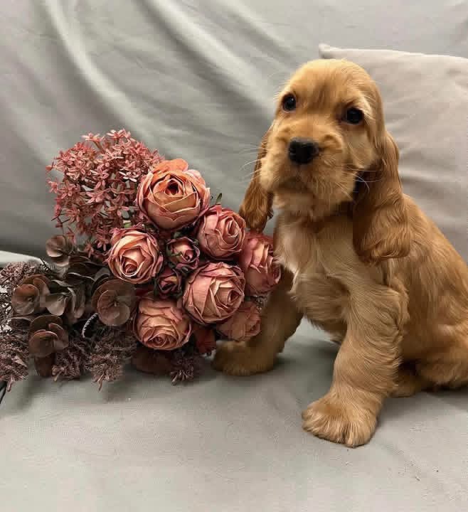 Lum – Golden  American Cocker Spaniel