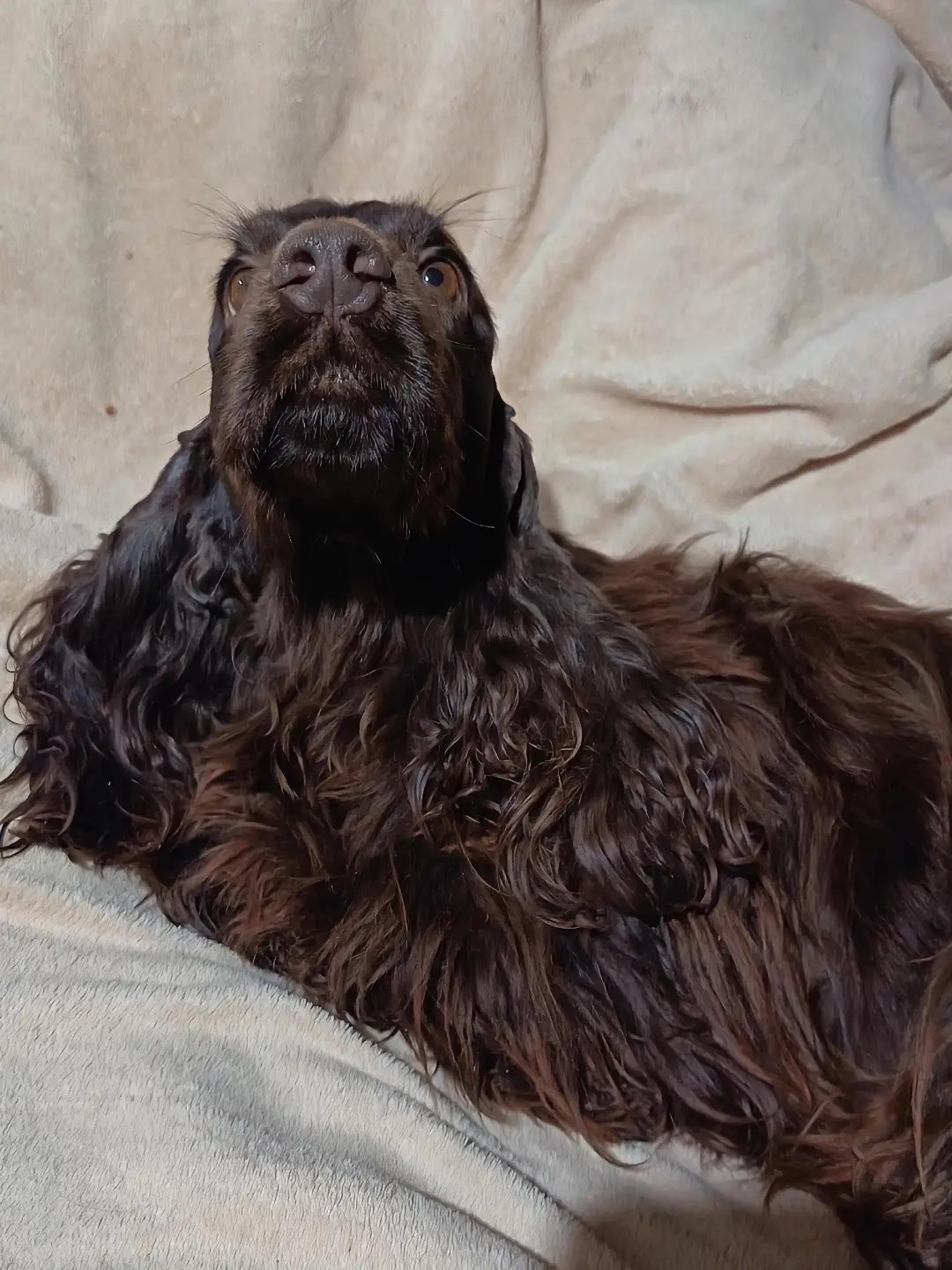 Honey  – Chocolate  American Cocker Spaniel