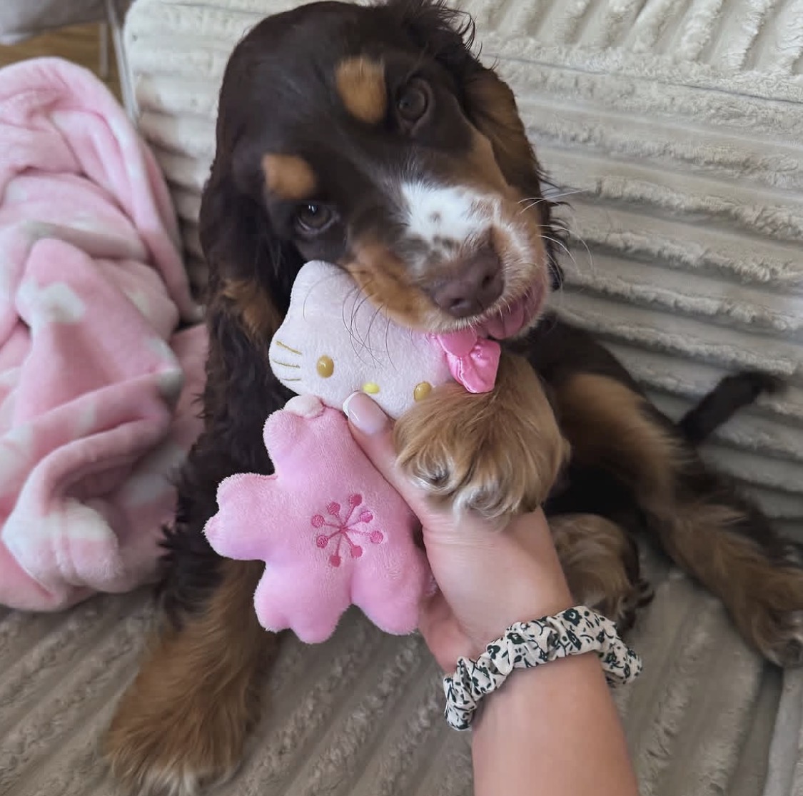 Luce  – Chocolate  American Cocker Spaniel