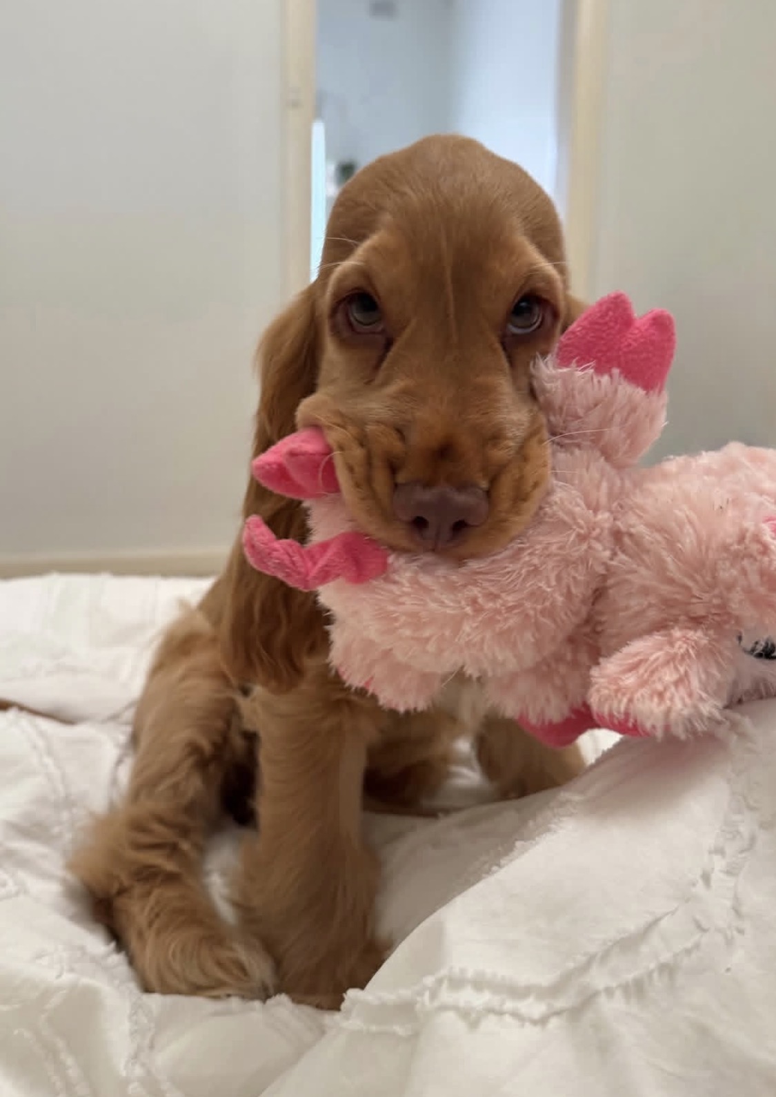 Praise – Golden  American Cocker Spaniel