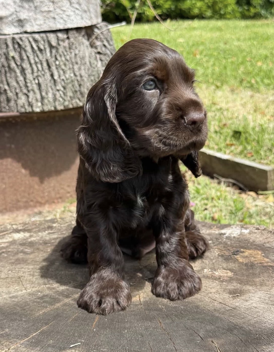 Nicki – Chocolate  American Cocker Spaniel
