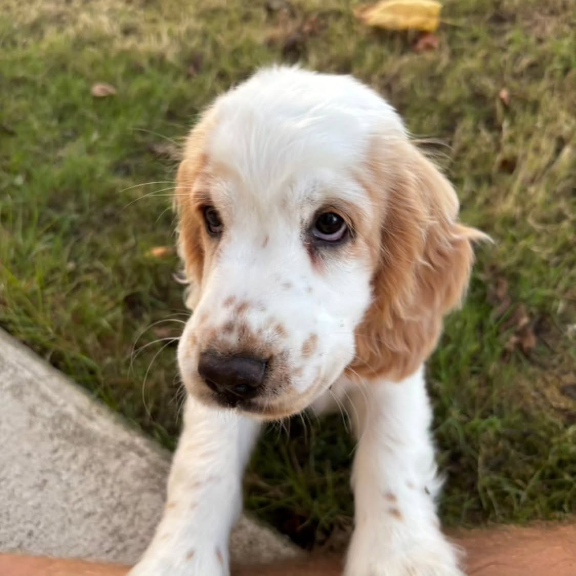 Blaise – White English Cocker Spaniel Puppy