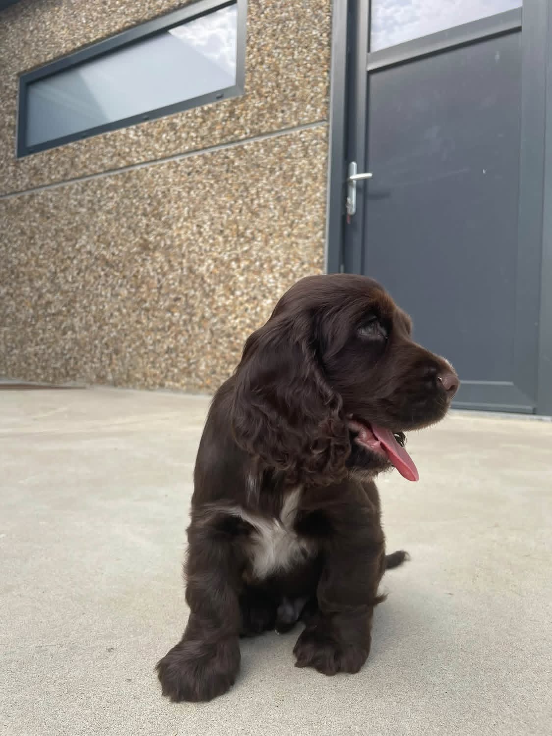 Zita – Chocolate  American Cocker Spaniel