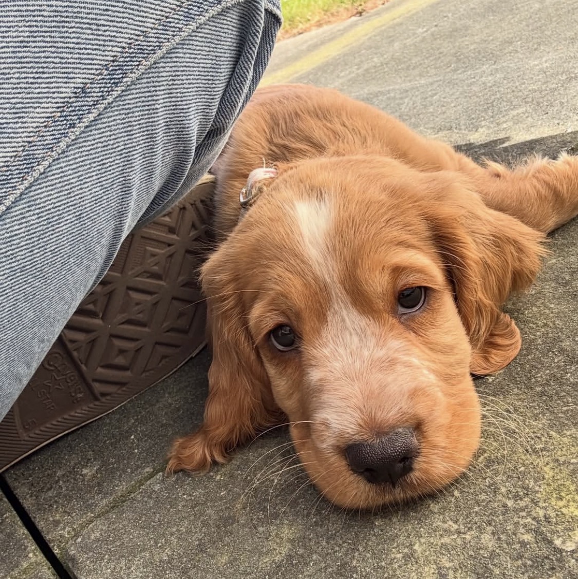 Jeeb  – Golden  English Cocker Spaniel Puppy