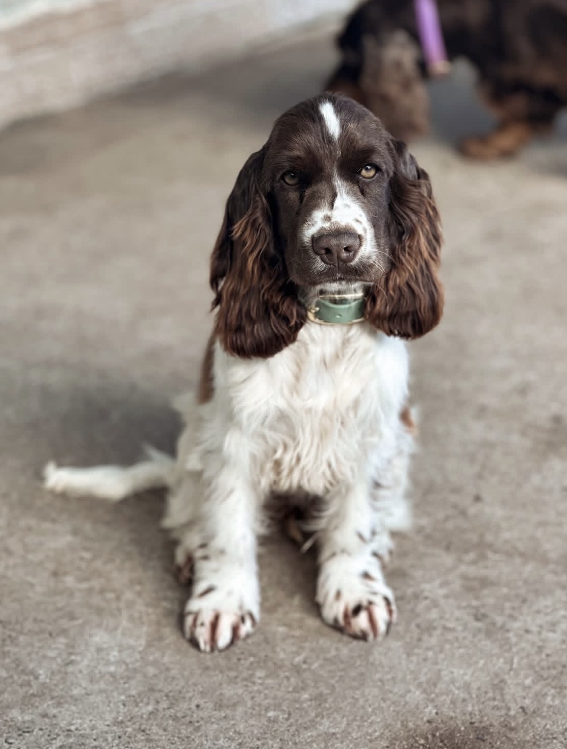 Teddy – Golden and white  English Cocker Spaniel Puppy
