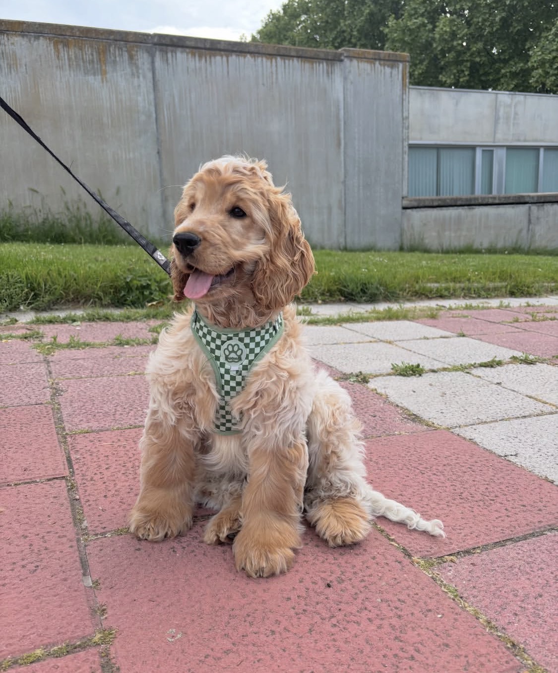 Nicki  – White  American Cocker Spaniel
