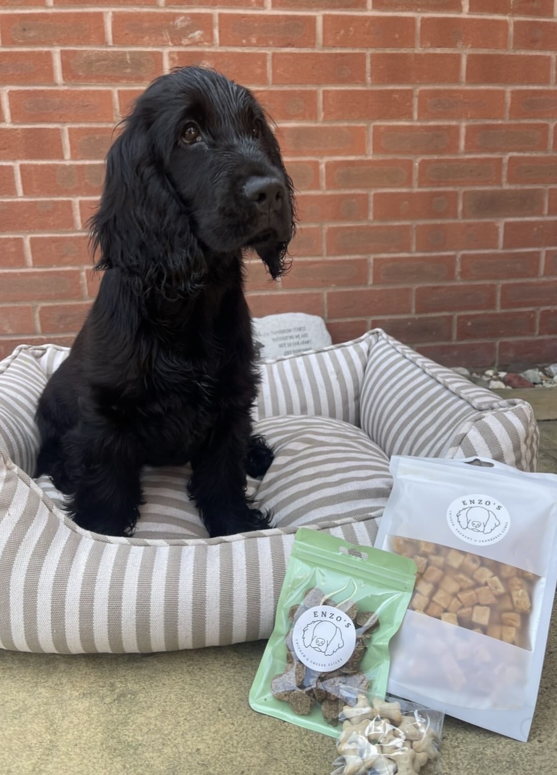 Jenny  – Back  English Cocker Spaniel Puppy