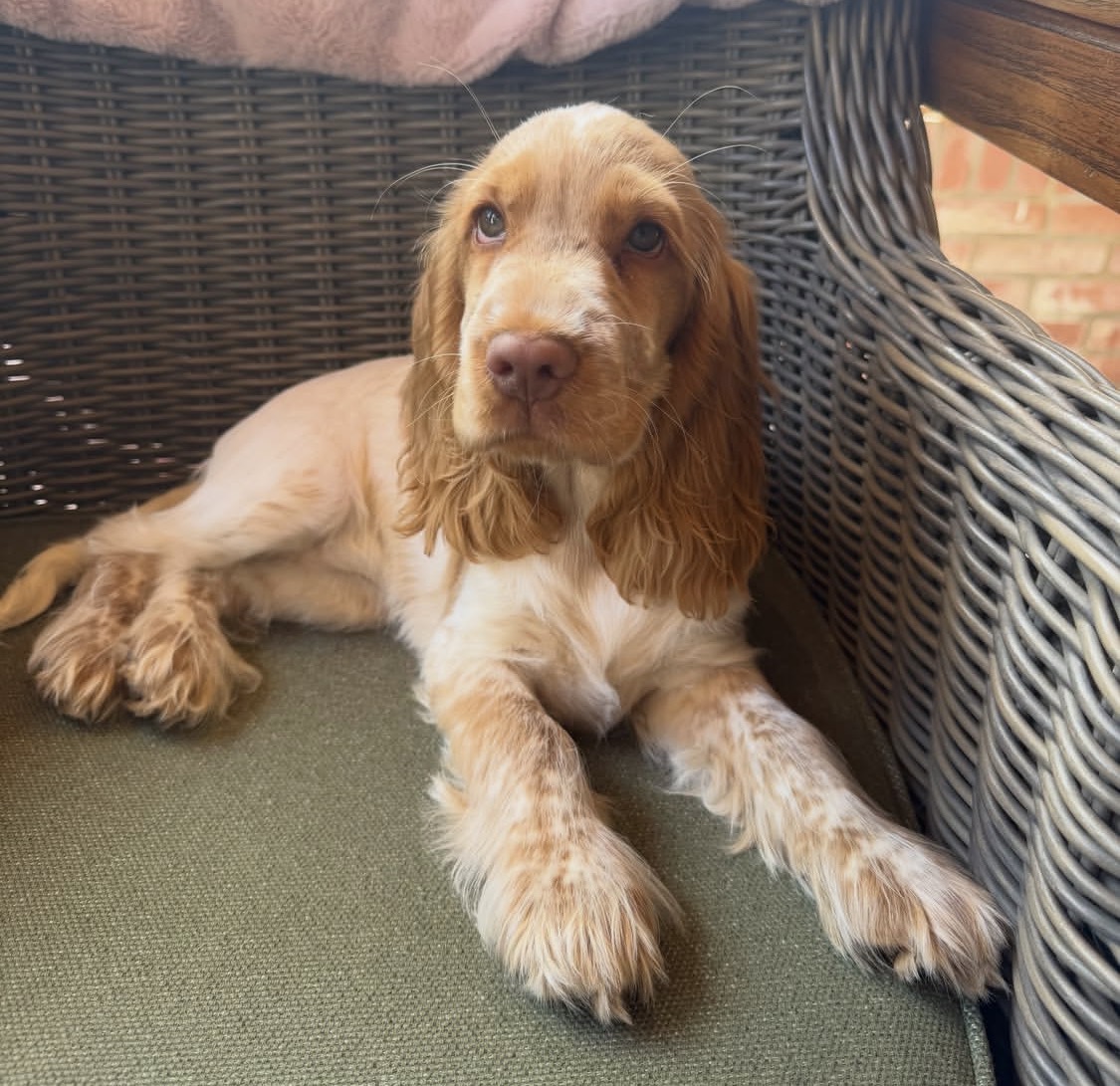 Kappa  – Golden white  American Cocker Spaniel
