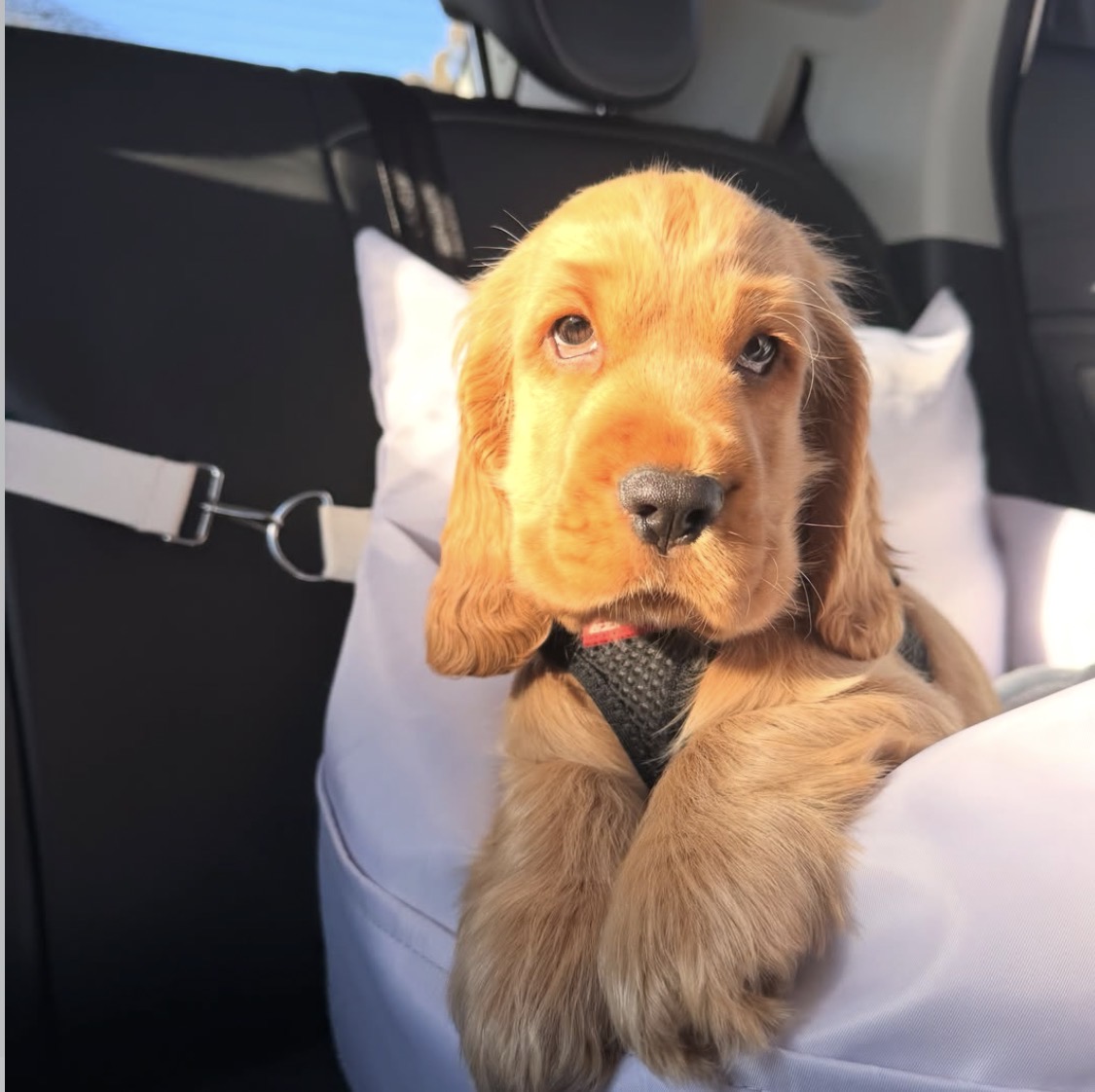 Lil  – Golden  English Cocker Spaniel Puppy