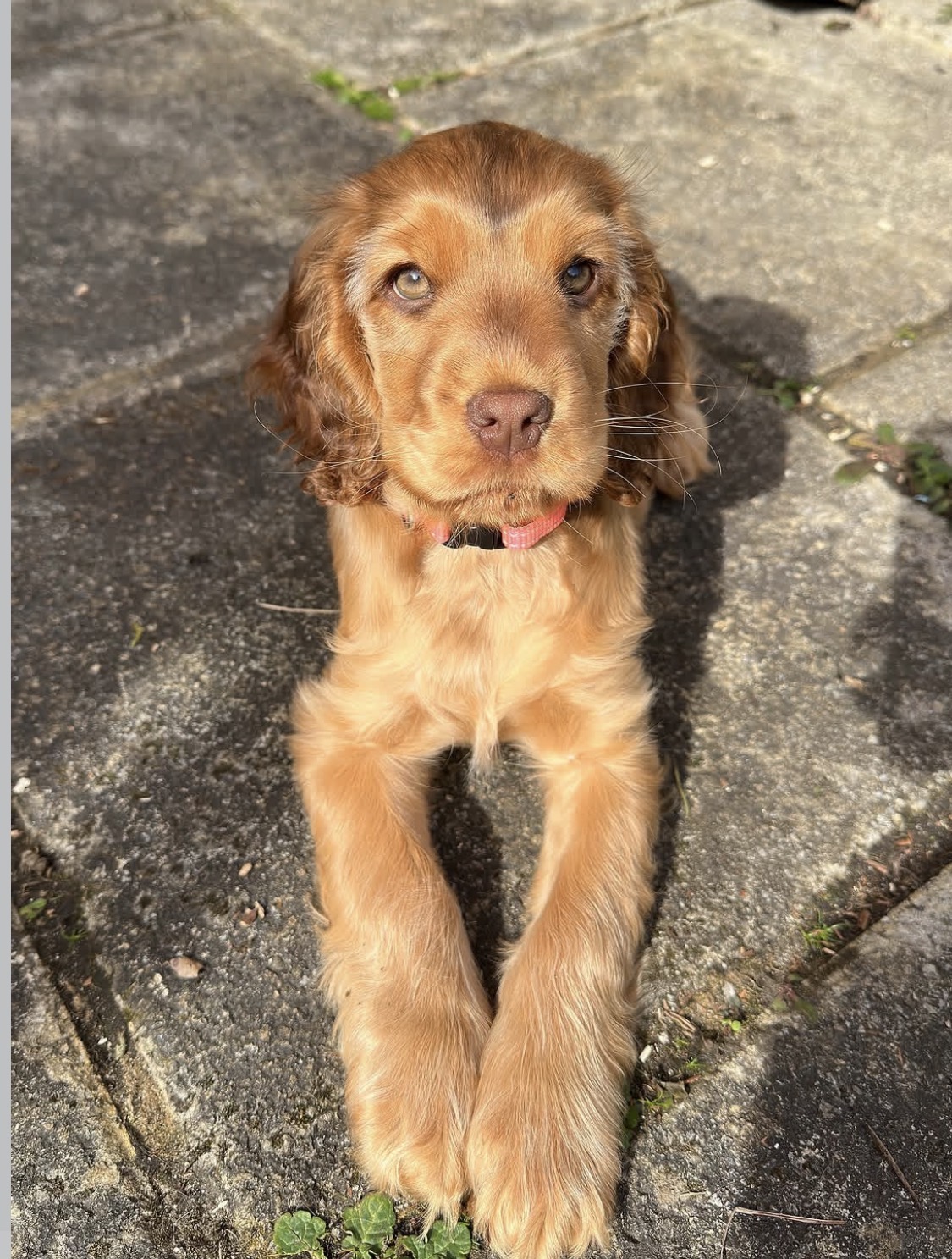 Jeff  – Golden  American Cocker Spaniel