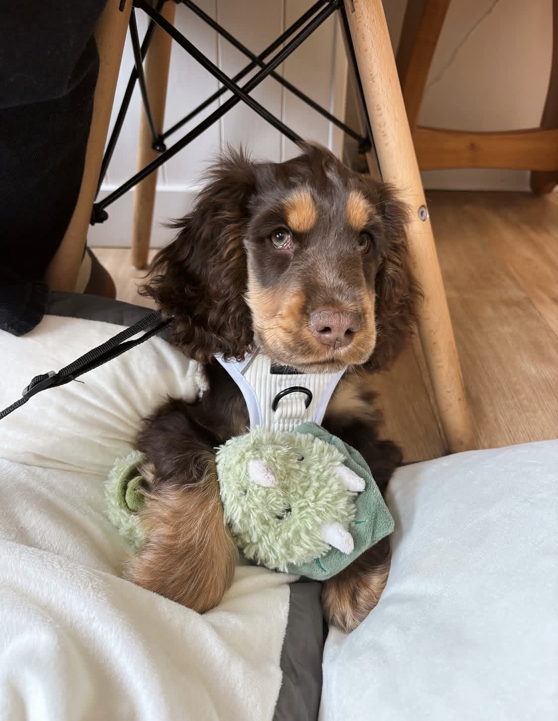 Paller  – Chocolate  American Cocker Spaniel