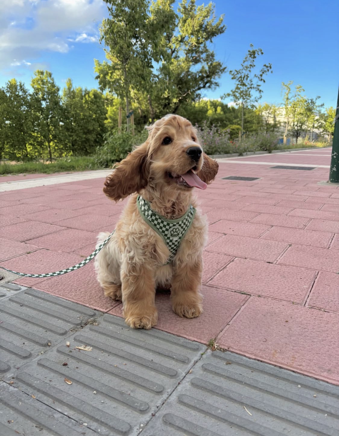 Admira  – Mary American Cocker Spaniel