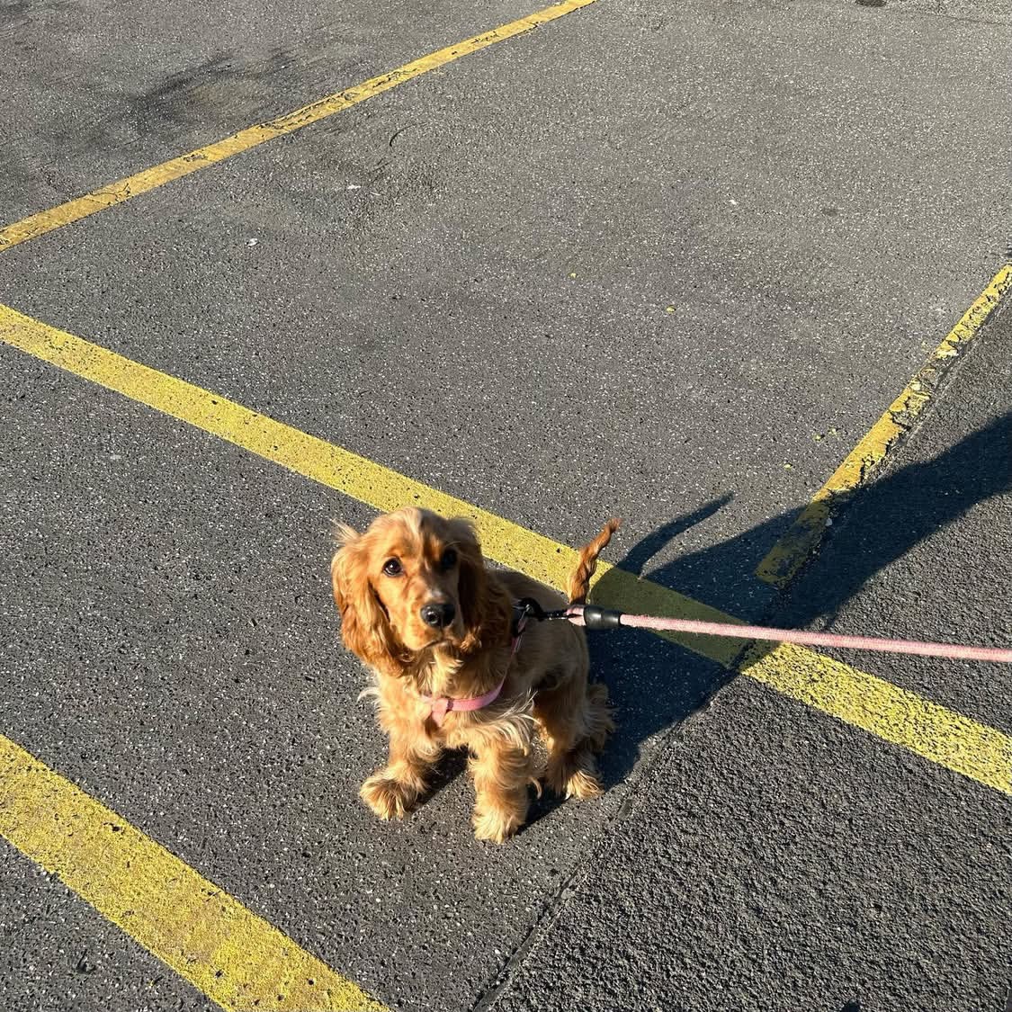 Mula – Golden  American Cocker Spaniel