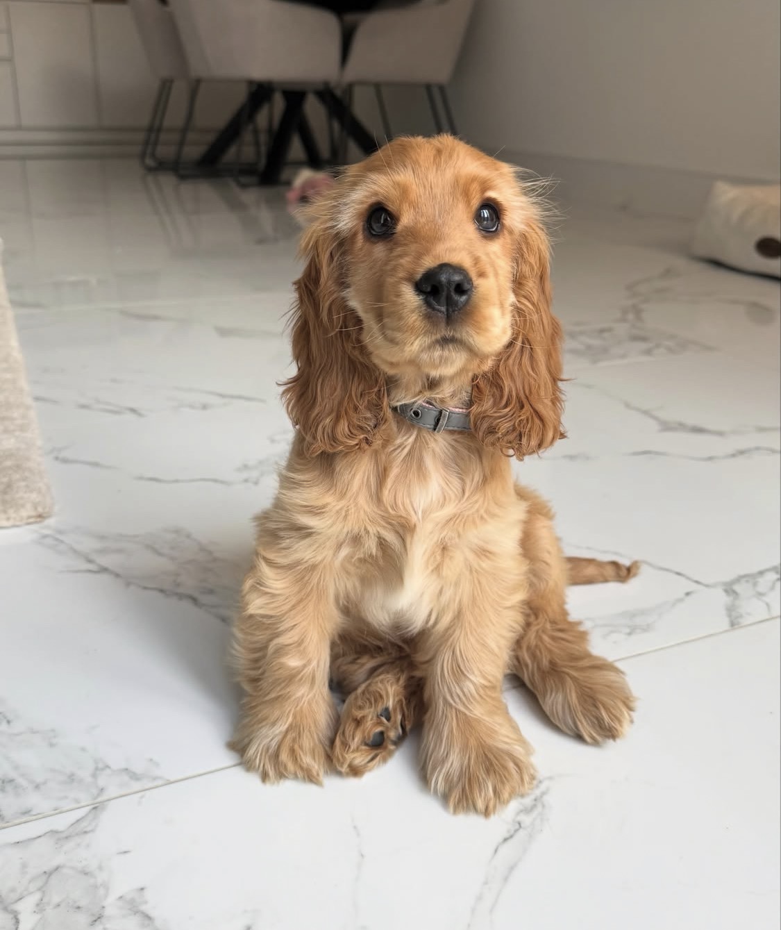 Abigirl  – Golden  English Cocker Spaniel