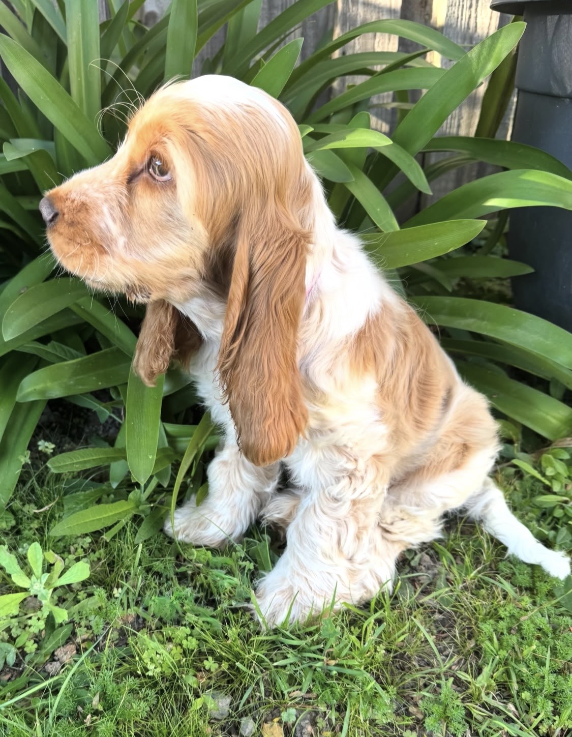 Role  – White  English Cocker Spaniel