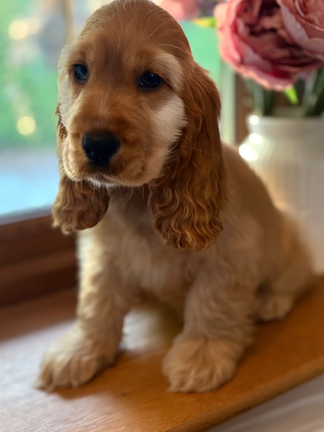 Juicee – White and golden  American Cocker Spaniel