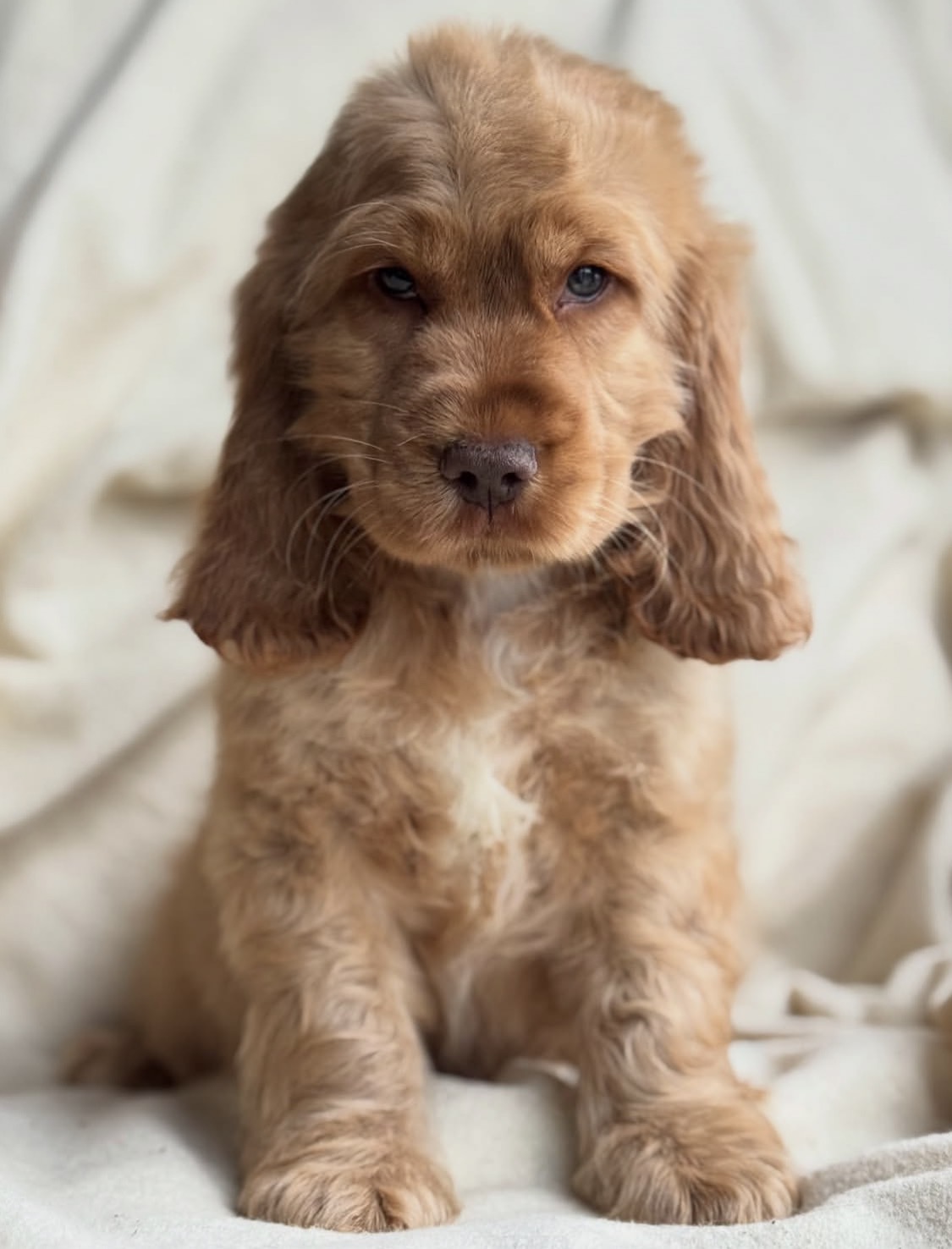 Vitoria  – Golden  American Cocker Spaniel