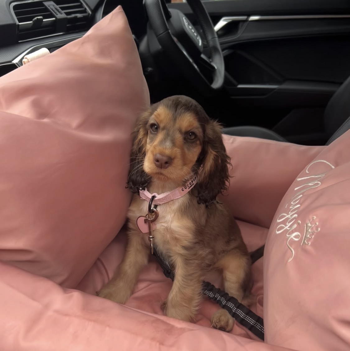 Paris  – Chocolate  English Cocker Spaniel