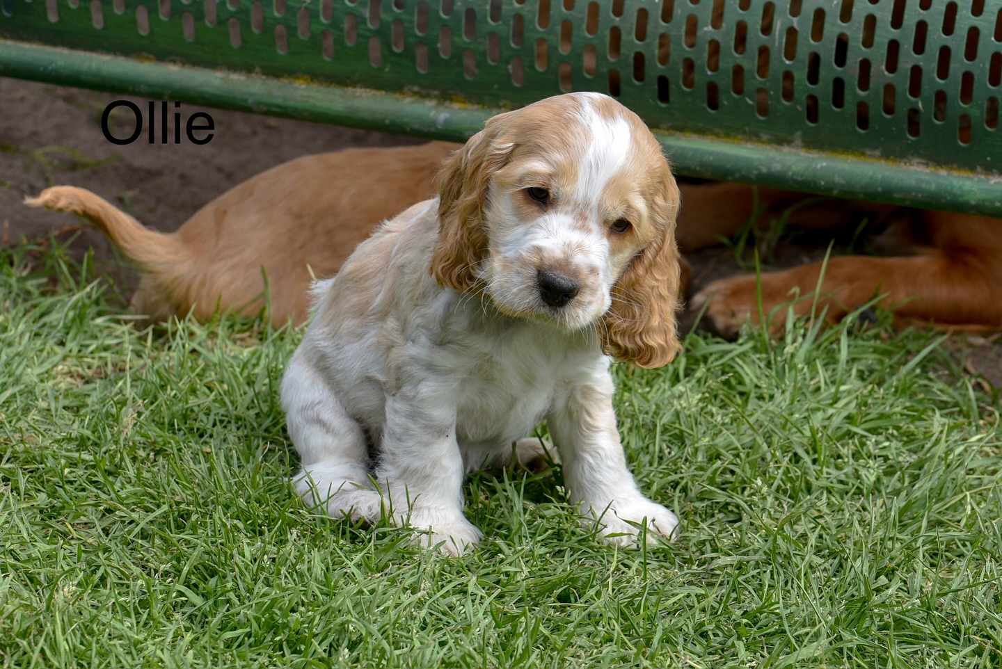 Ollie  – White English Cocker Spaniel