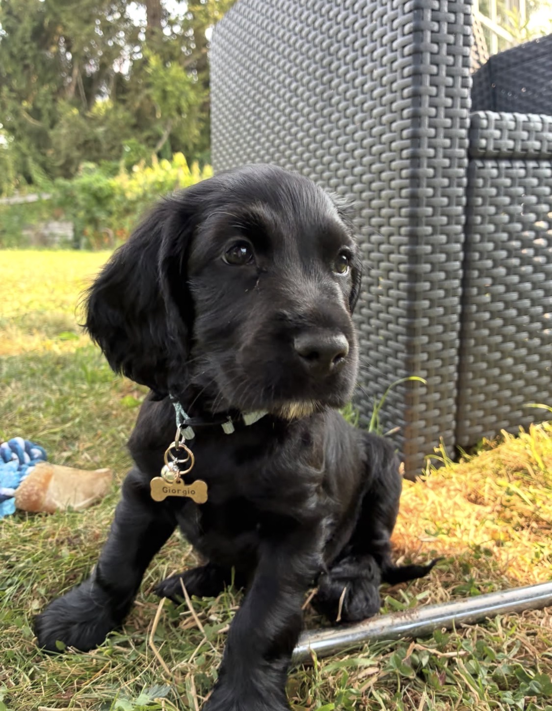 Blacko  – Black  English Cocker Spaniel