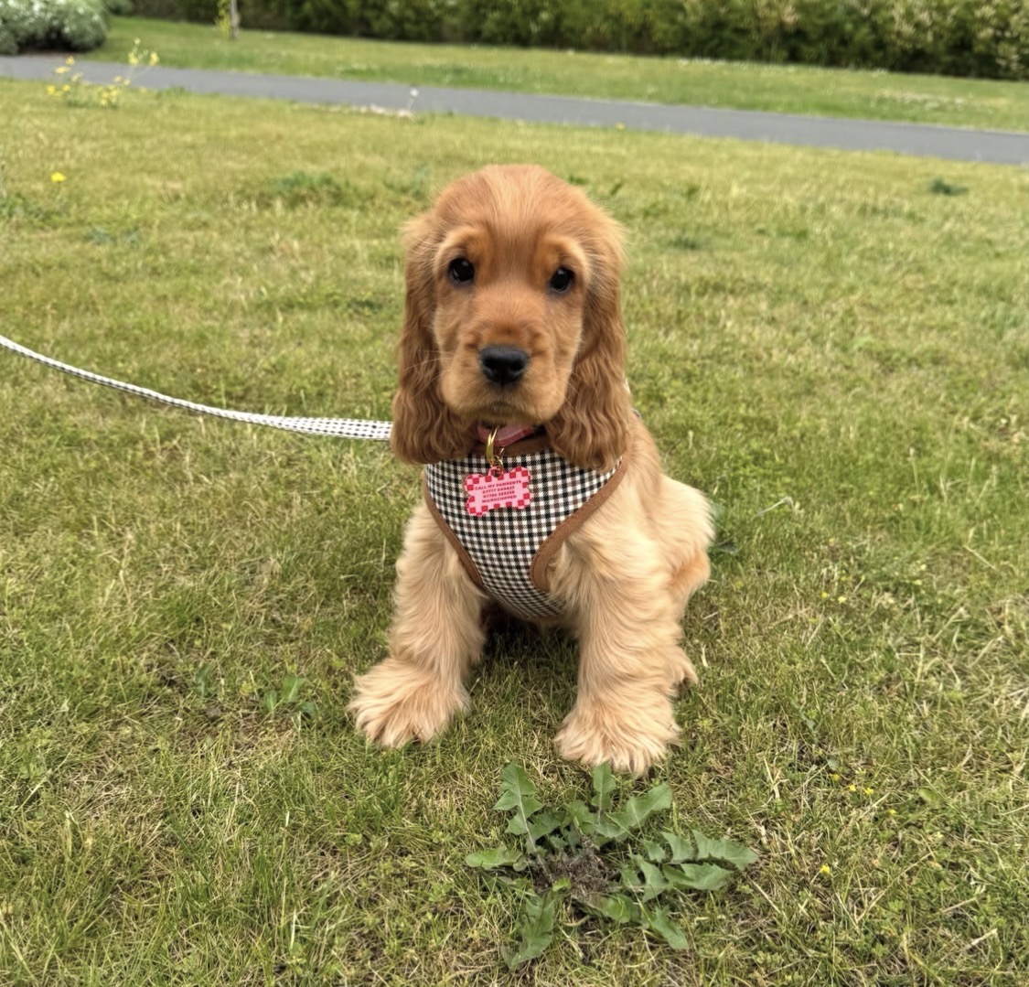 Jackie  – Golden  American Cocker Spaniel