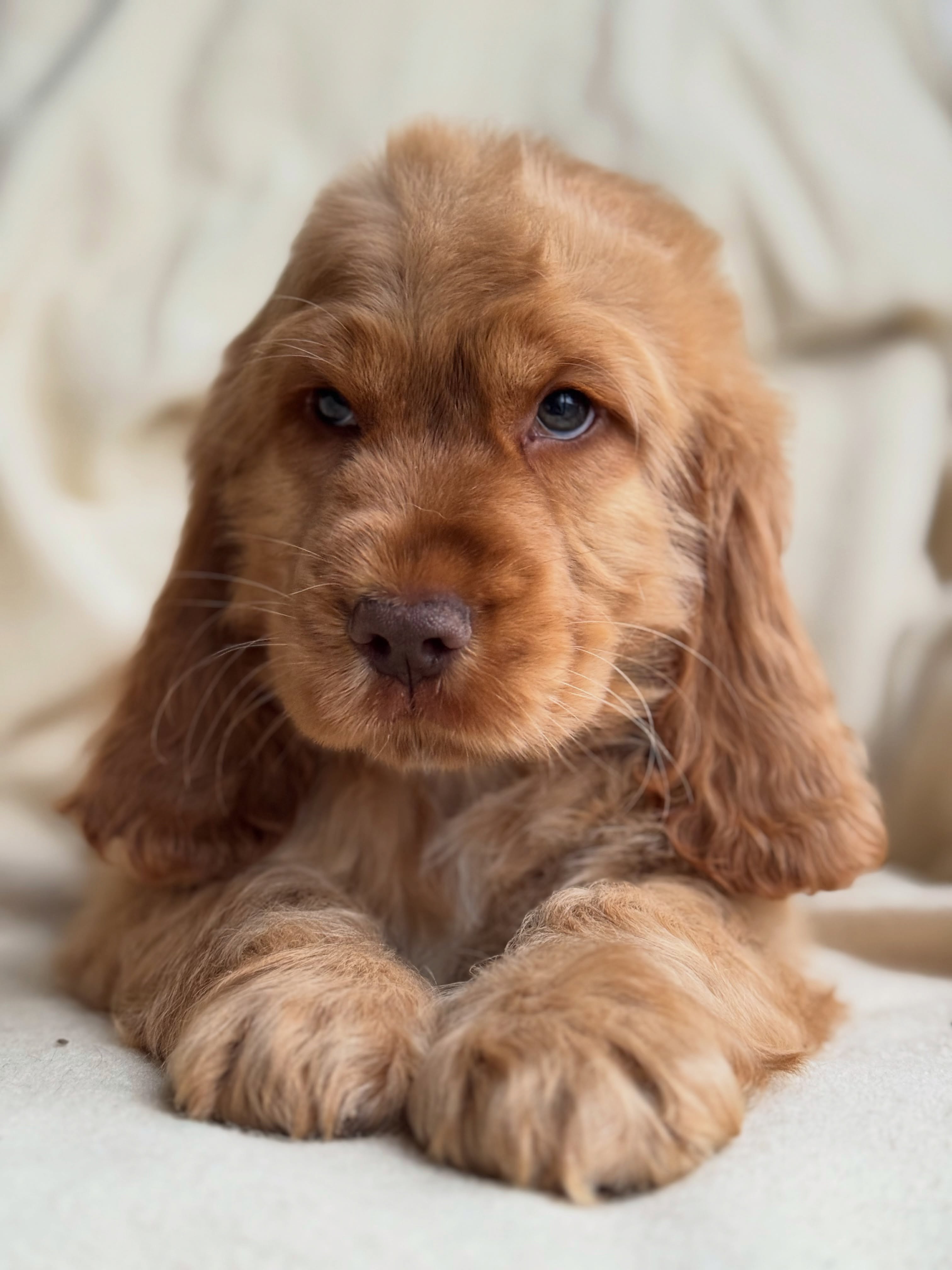 Charity  – Golden  American Cocker Spaniel