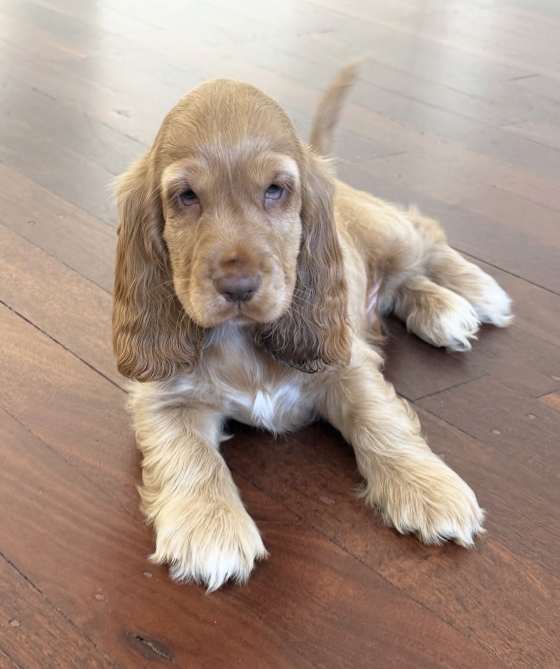 Lyri  – Golden  English Cocker Spaniel