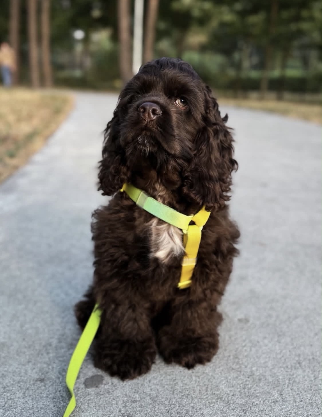 Lady  – Chocolate  American Cocker Spaniel
