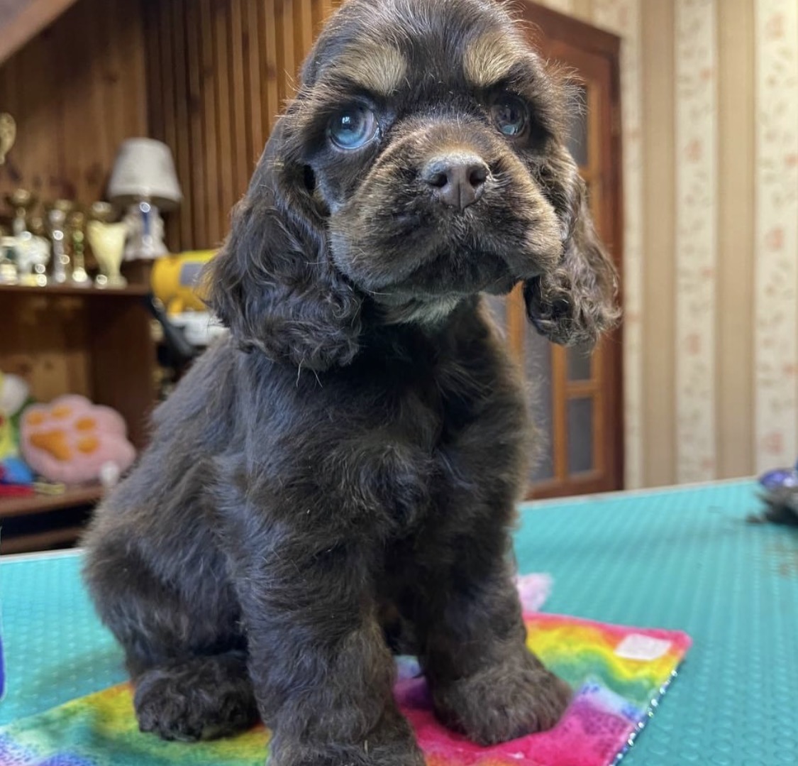 Kady – Black  English Cocker Spaniel