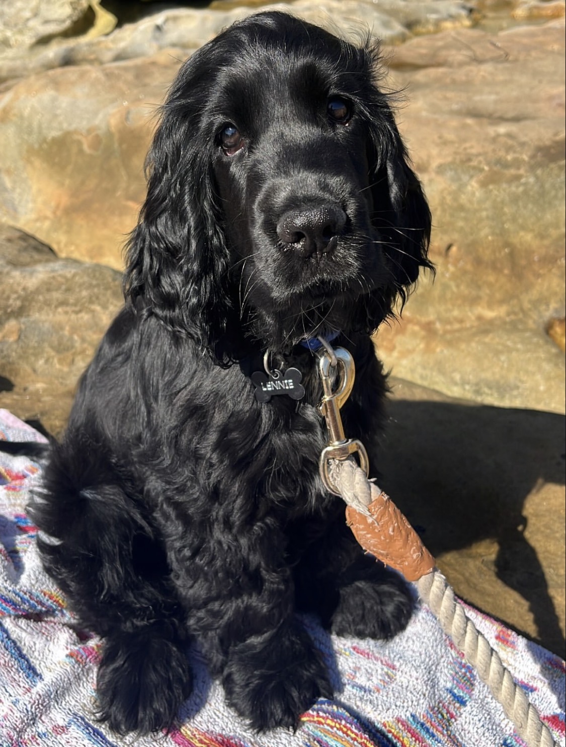 Mamba  – Black  American Cocker Spaniel