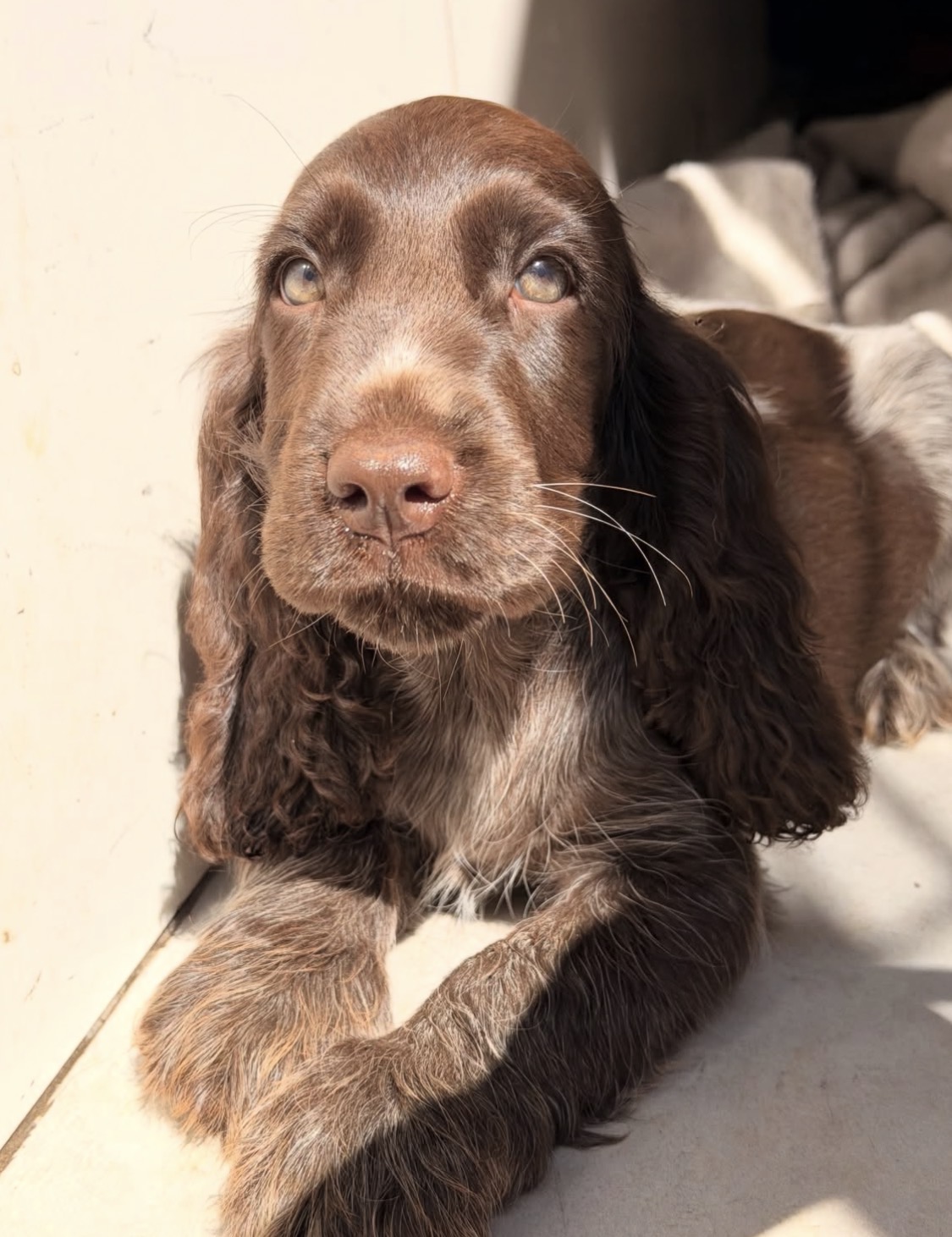 Sparko na  – Chocolate  American Cocker Spaniel