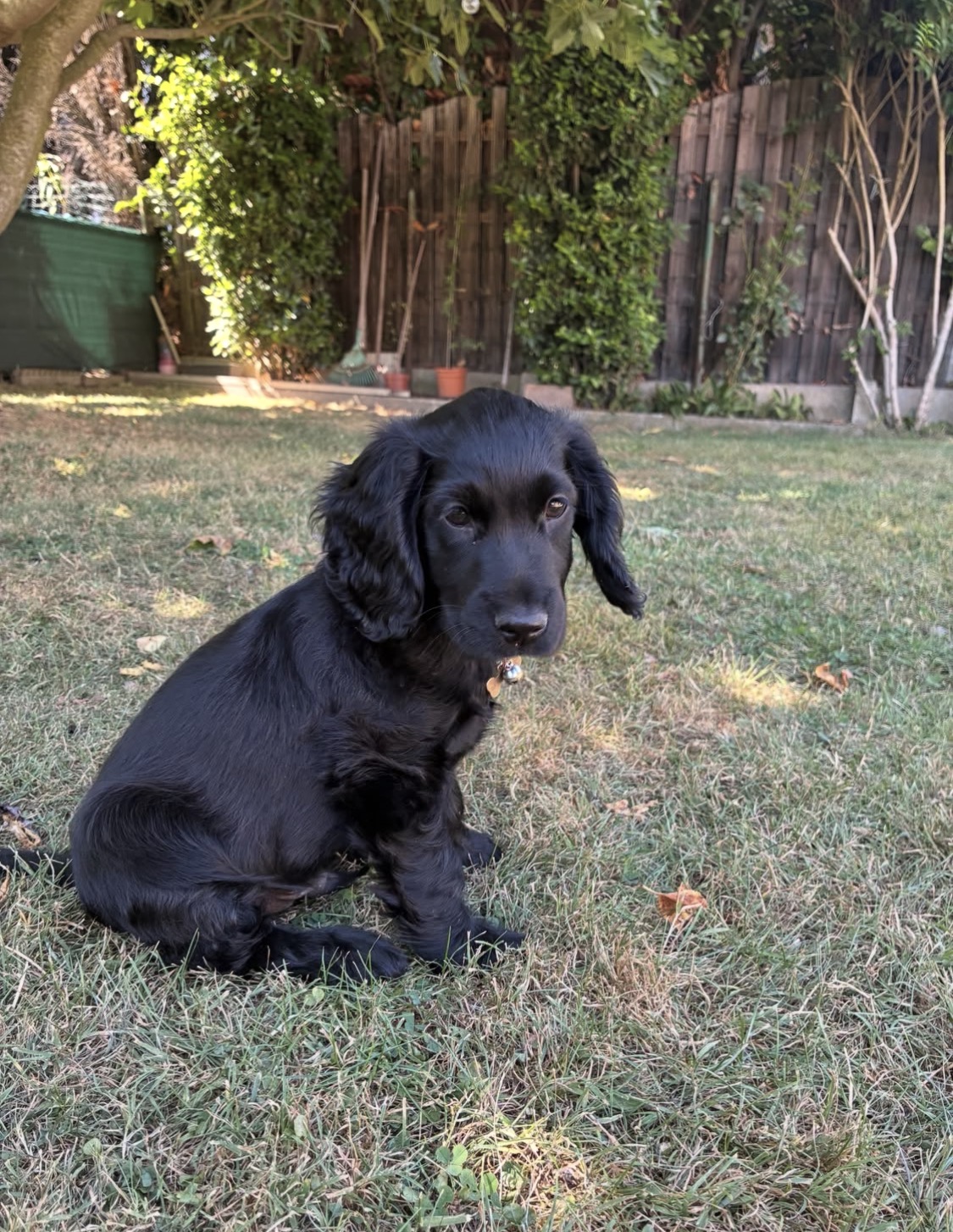 Lucy  – Black  American Cocker Spaniel