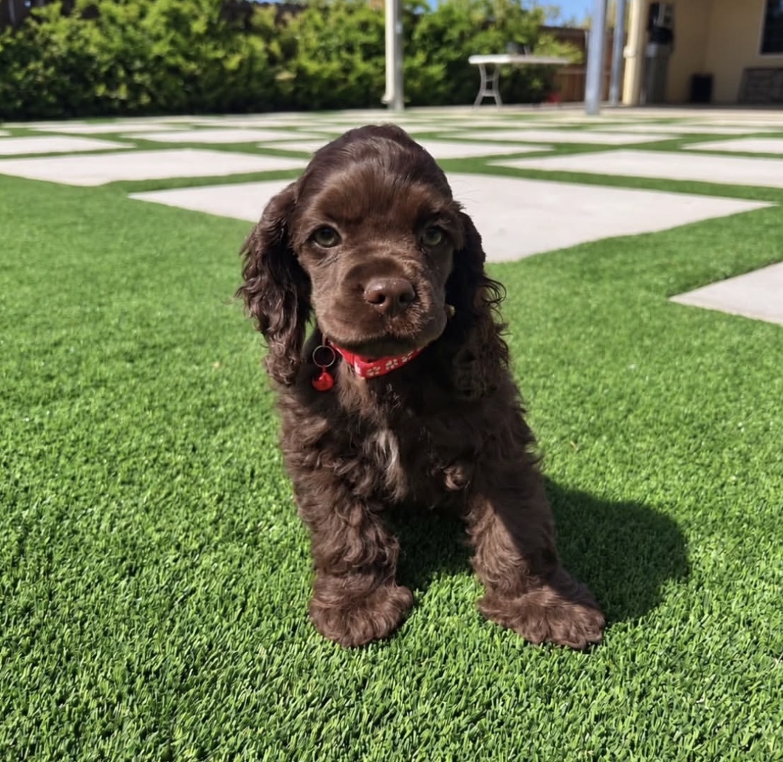 Puff  – Chocolate  American Cocker Spaniel
