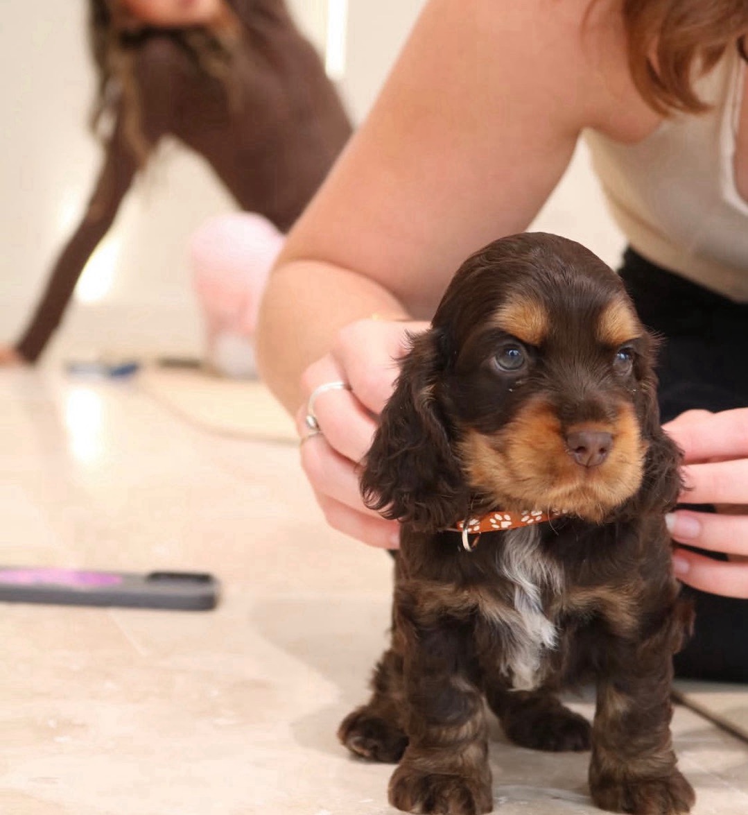 Angel – Chocolate  American Cocker Spaniel