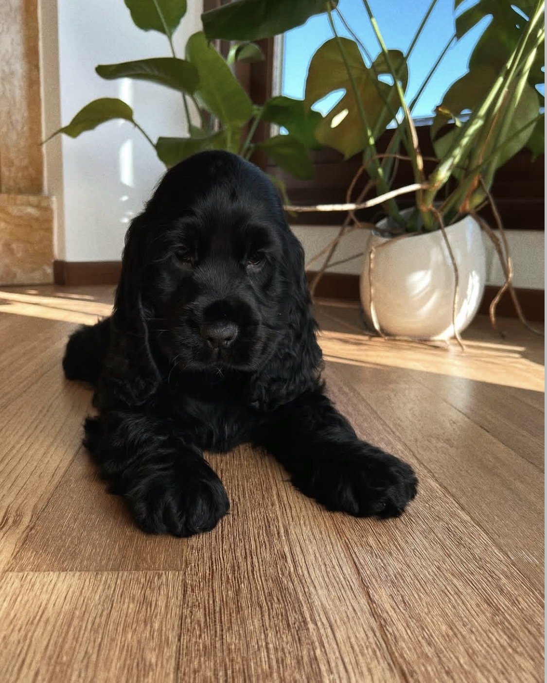 Beau  – Black  American Cocker Spaniel