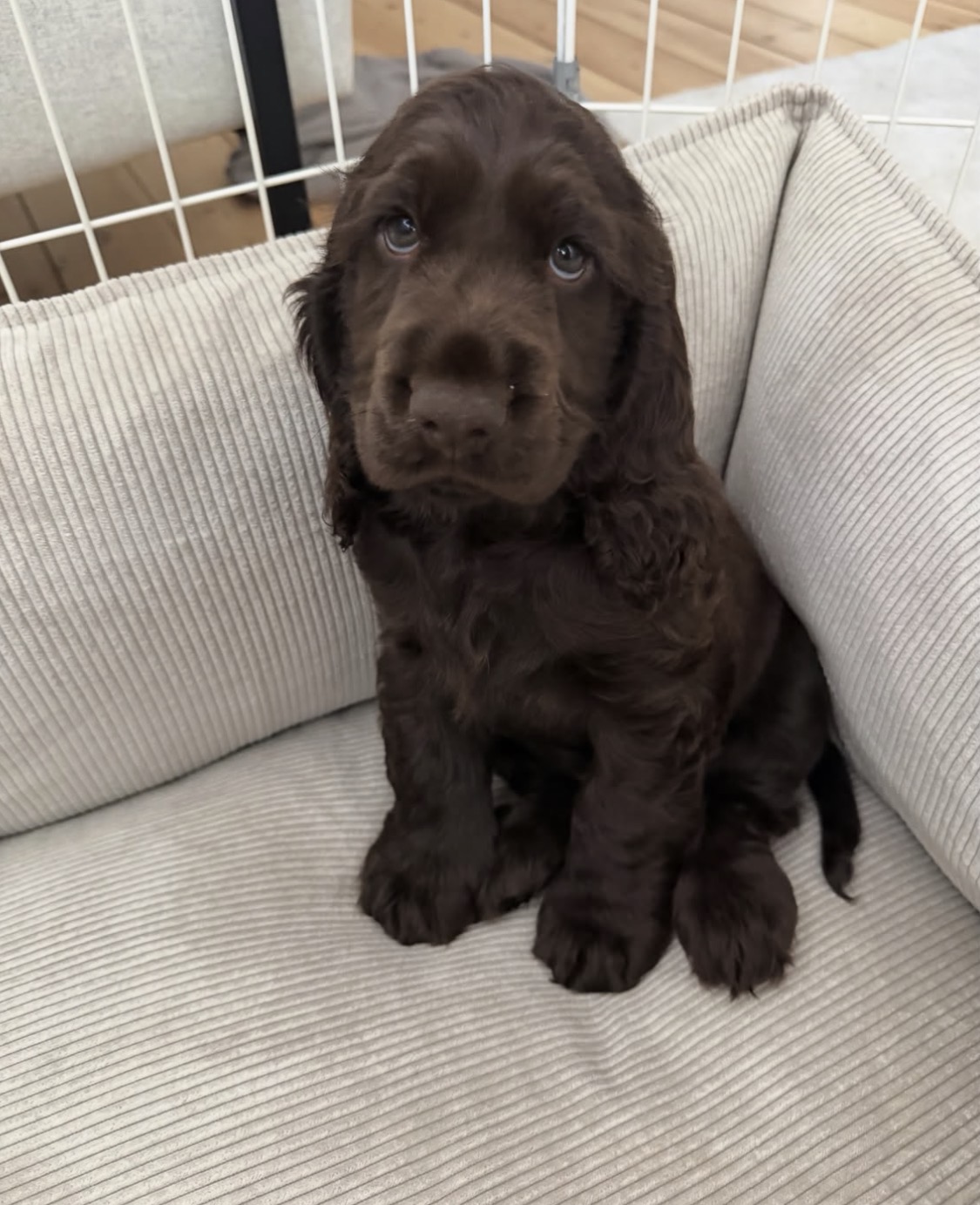 Princess  – Chocolate  American Cocker Spaniel