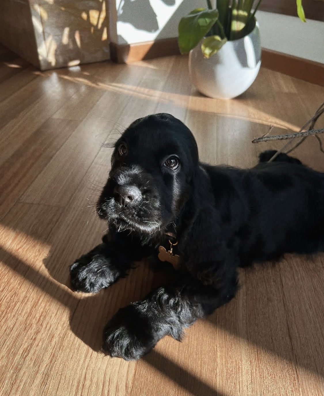 Oscar – Black  American Cocker Spaniel