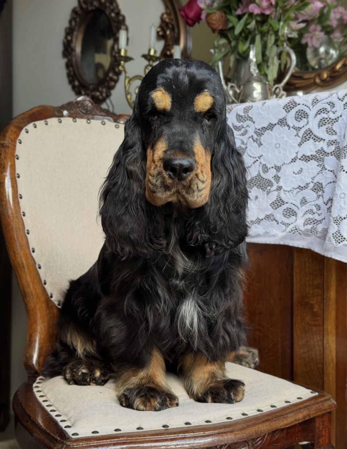 Sugar – Black  American Cocker Spaniel