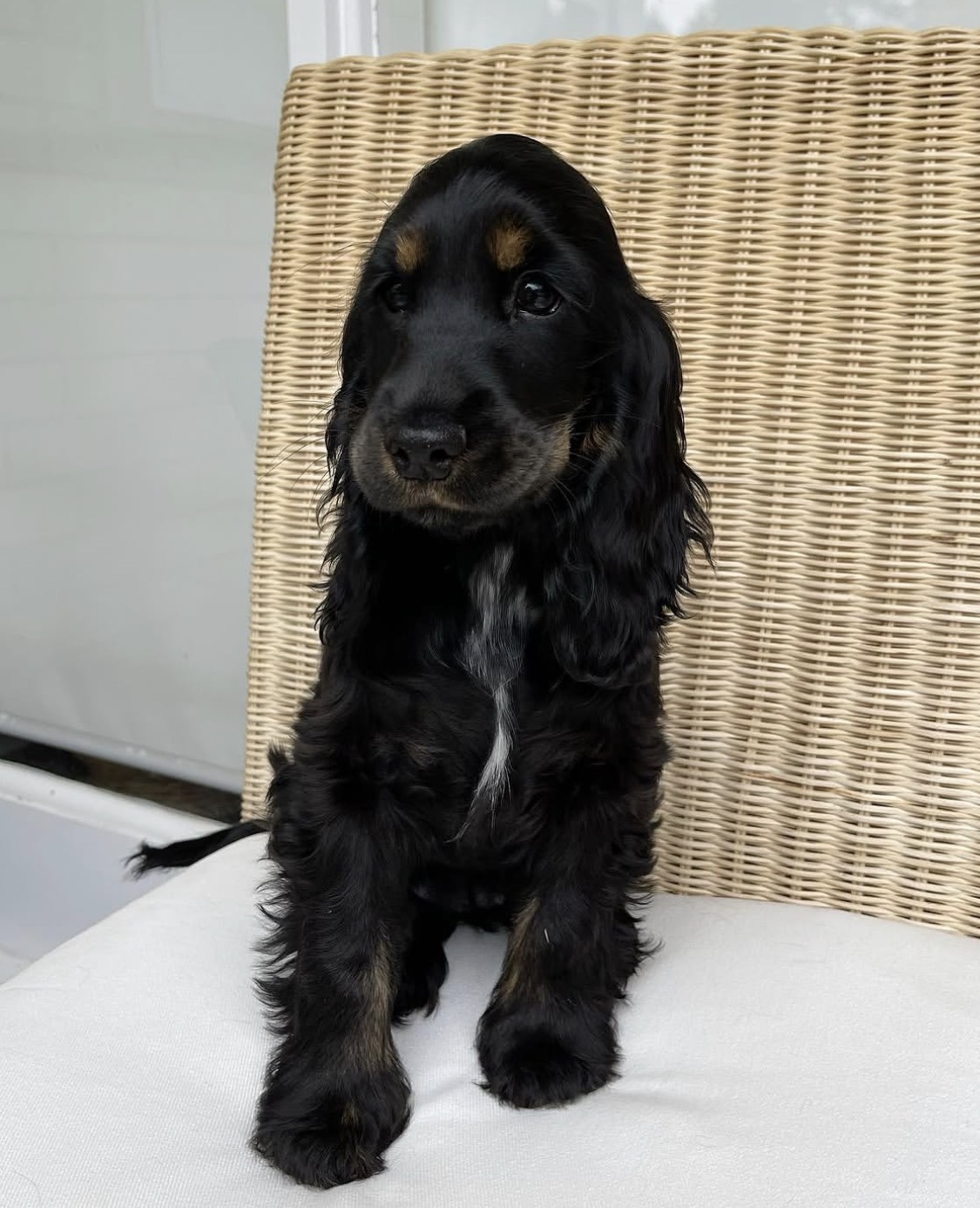 Rocky – Chocolate  American Cocker Spaniel